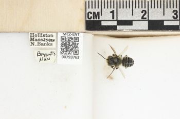 Media type: image;   Entomology 793763 Aspect: labels